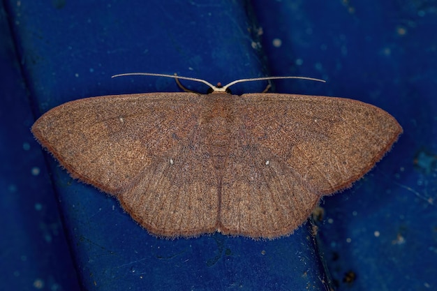 Взрослая моль-геометрик из семейства Geometridae