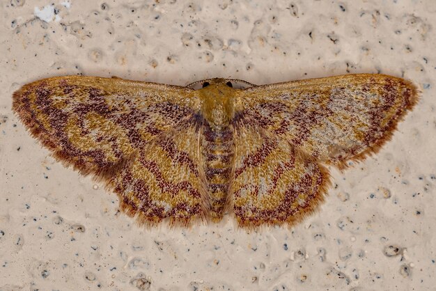 Adult Geometer Moth