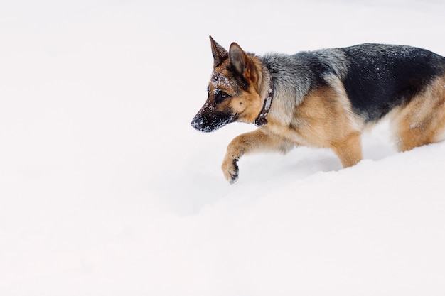 Caccia adulta del pastore tedesco sulla neve