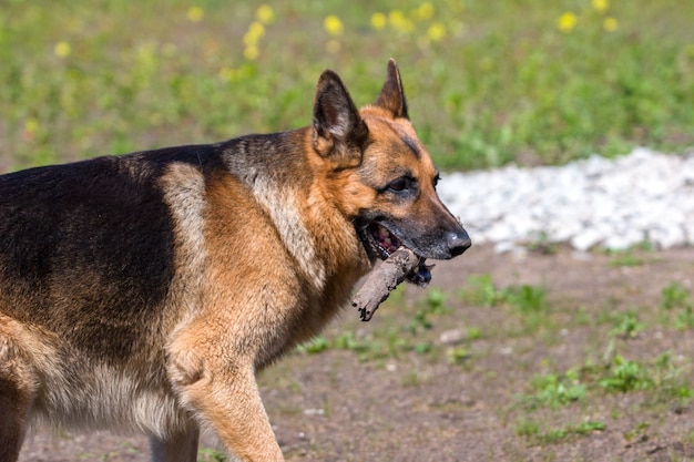 Adult German Shepherd sideways carries a stick in his mouth