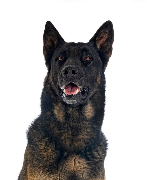 Adult german shepherd