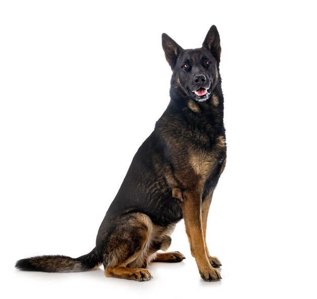 Adult german shepherd