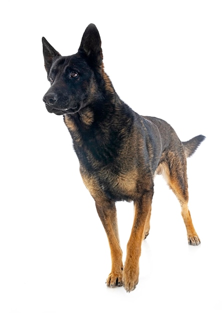 Adult german shepherd