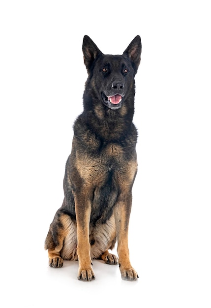 Photo adult german shepherd