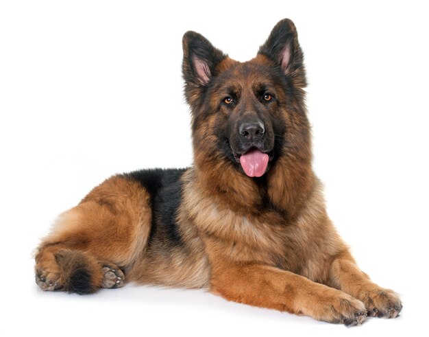 adult german shepherd