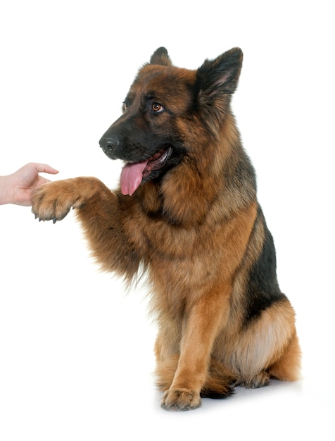 adult german shepherd