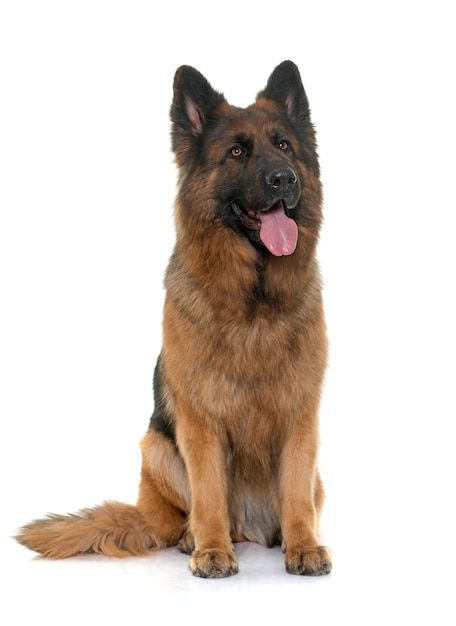 adult german shepherd