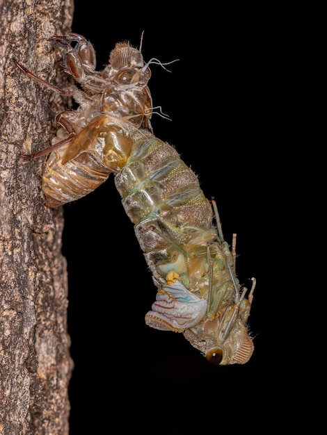 Adult giant cicada of the species quesada gigas in process of\
ecdysis in which the cicada evolves to the adult stage abandoning\
the old exoskeleton that is now called exuvia a process of\
metamorphosis