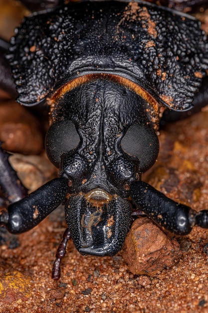 Adult Giant Prionid Beetle of the species Ctenoscelis coeus