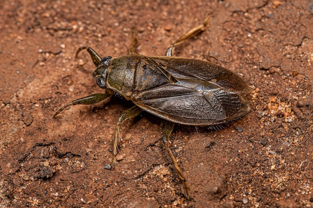 Adult Giant Water Bug