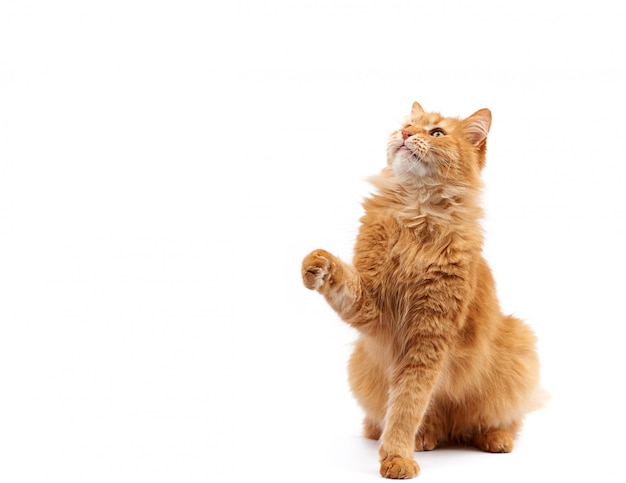 Adult ginger fluffy cat raised his front paw up