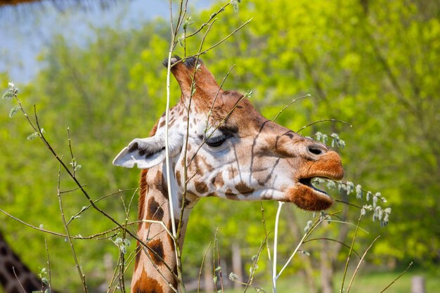 An adult giraffe eats branches at the zoo