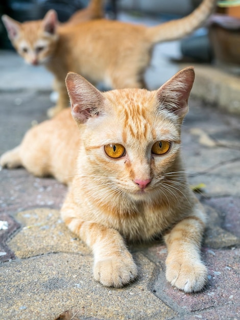 Adult golden brown cat lay on outdoor concrete floor with her small kitten in background