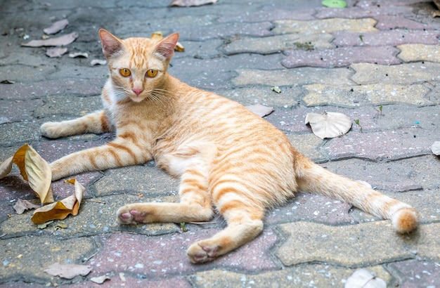 Adult golden brown cat lay on outdoor untidy backyard garden under natural light