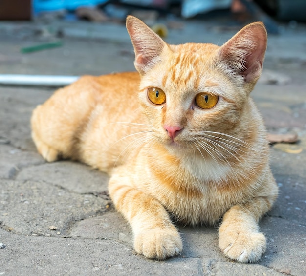 Adult golden brown cat lay on outdoor untidy backyard garden under natural light