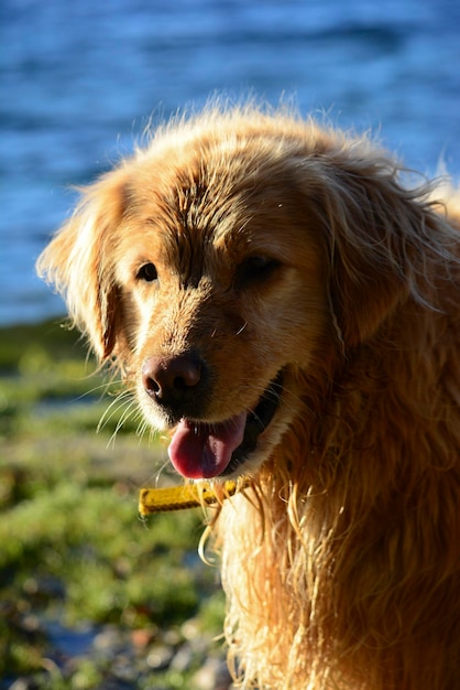 adult golden dog with water in the background