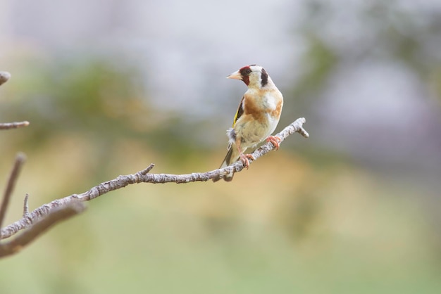 Adult goldfinch