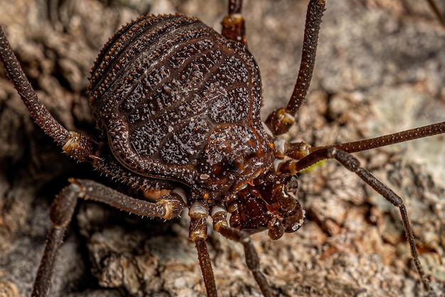 Photo adult gonyleptid harvestmen