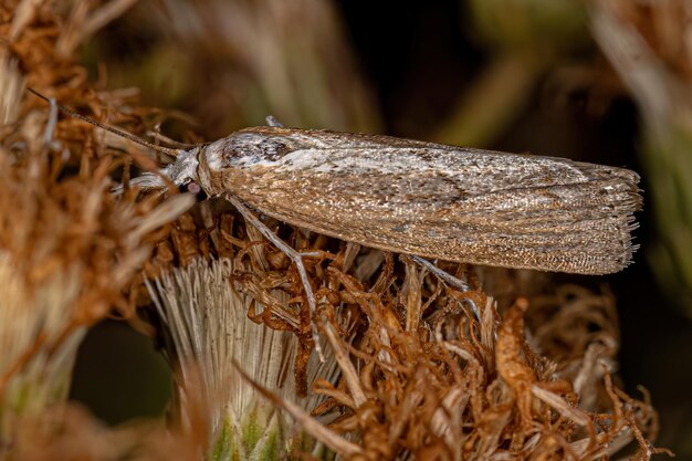 Adult Grassveneer moth