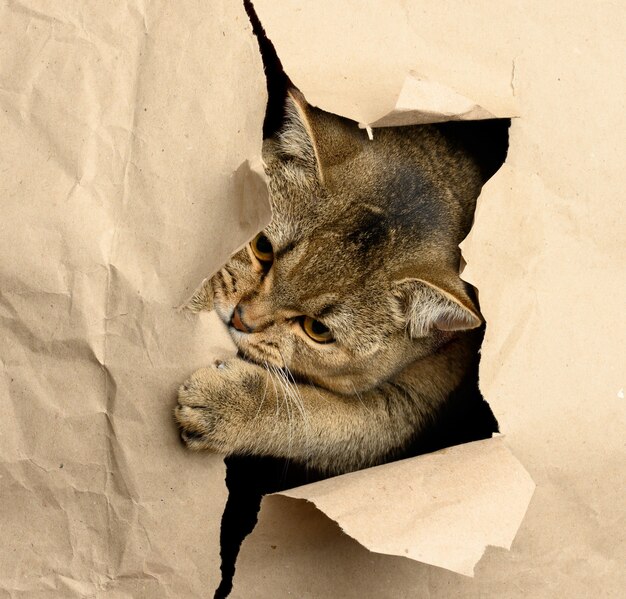 Adult gray British straight-eared cat peeking out of a hole in brown paper, funny muzzle, close up