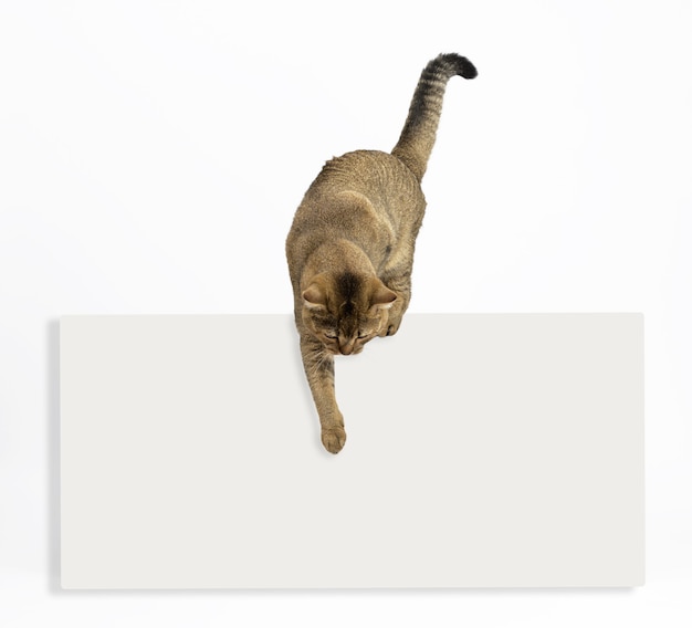 Взрослая серая кошка шотландская прямая шиншилла над пустой белой рекламой указывает лапой вниз. Шаблон для написания текста внизу, распродажа
