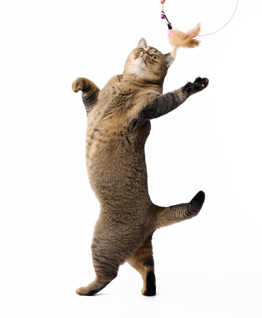 Adult gray cat Scottish Straight plays with a feather toy on a white background The animal stands on its hind legs