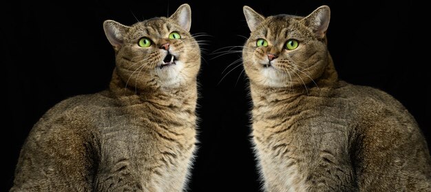 성인 회색 고양이 스코틀랜드 스트레이트는 검정색 배경에 앉아 슬프고 화난 총구 녹색 눈