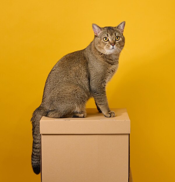 Adult gray cat short-haired scottish straight-eared sits on a yellow background the animal s