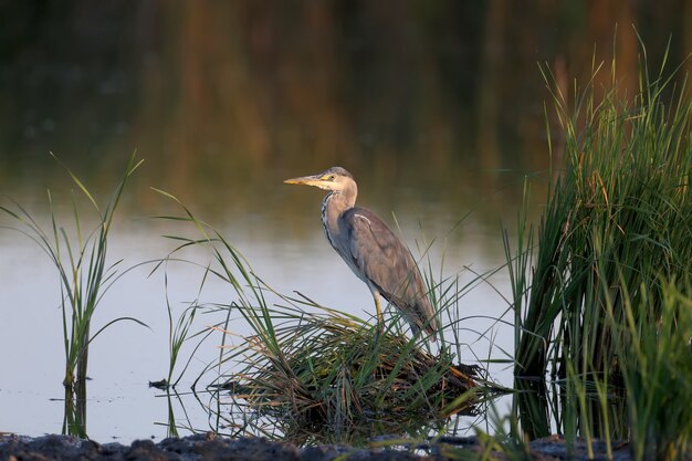 부드러운 햇빛 아래 이른 아침에 성체 회색 헤론 (Ardea cinerea)이 녹색 초목으로 둘러싸인 호수에 서 있습니다.