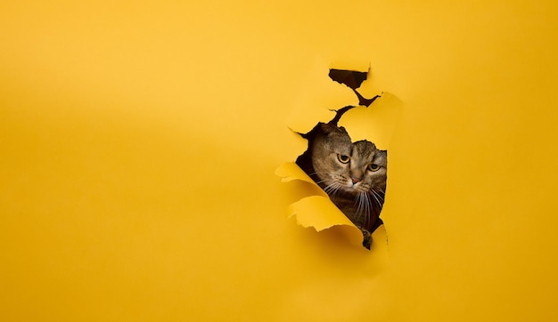 An adult gray scottish straight cat peeks out of a hole in a yellow paper background place for an