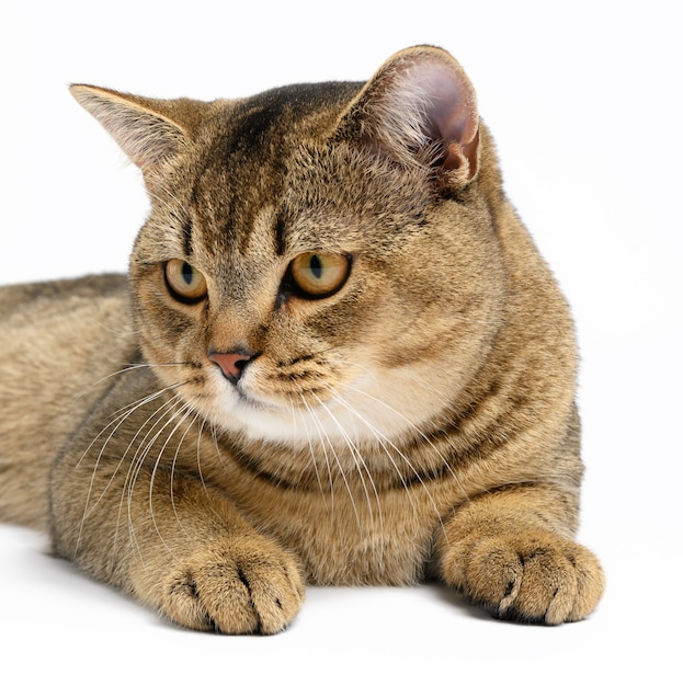 Adult gray Scottish straight chinchilla cat lies on a white surface, the animal is resting and looking