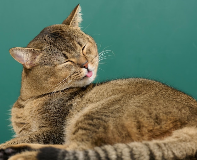 An adult gray straight Scottish cat lies on a green background. The animal is resting