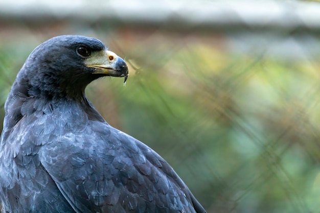 The adult great black hawk is 56 to 64 centimetres (22 to 25 in) long and weighs 1.1 kilograms