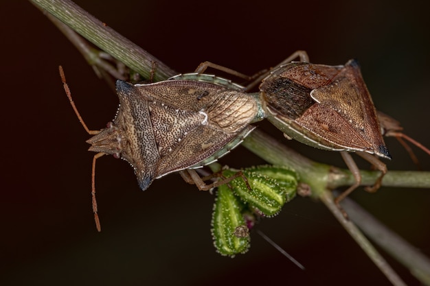 Adult Green belly bug of the species Diceraeus melacanthus coupling