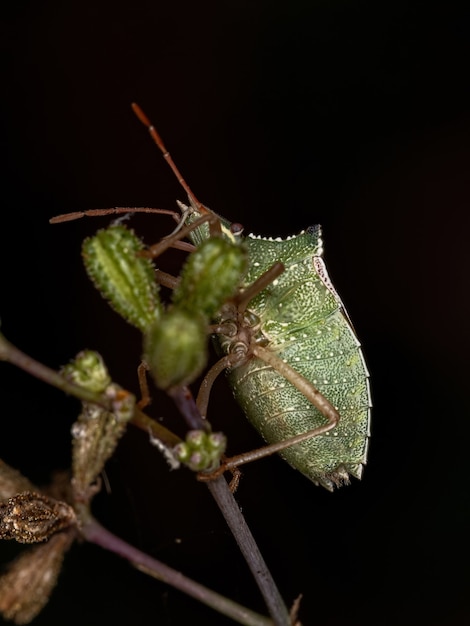 Adult Green belly bug of the species Diceraeus melacanthus