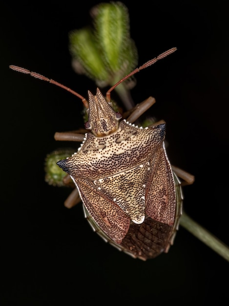 Adult Green belly bug of the species Diceraeus melacanthus