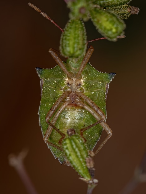 Взрослая особь зеленого брюшного клопа вида Diceraeus melacanthus