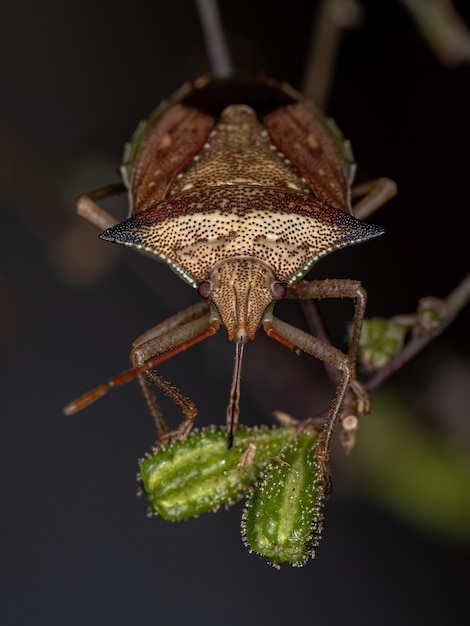 Adult Green belly bug of the species Diceraeus melacanthus