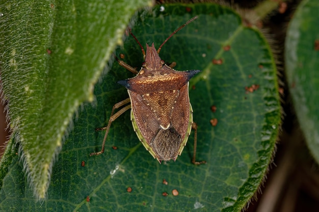 Adult Green belly bug of the species Diceraeus melacanthus