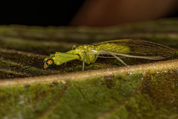 Photo adult green mantidfly