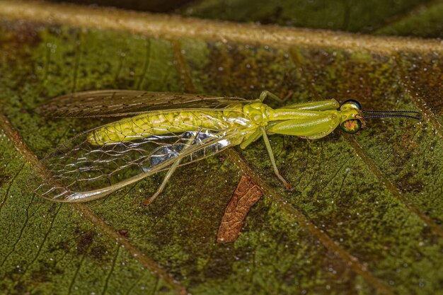 Photo adult green mantidfly