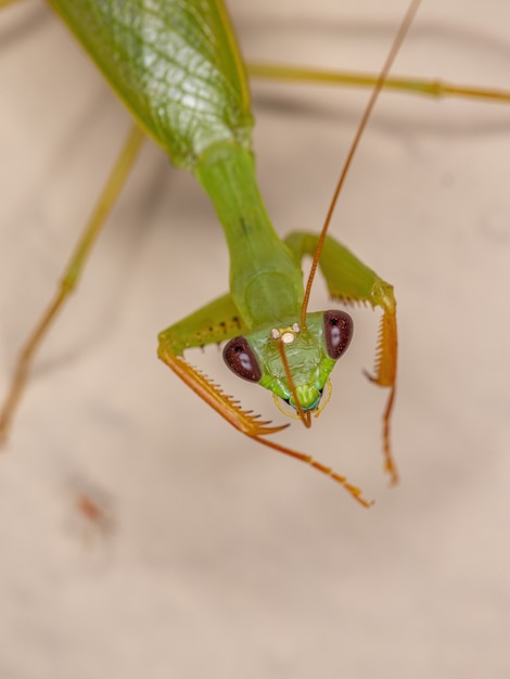 Adult Green Photinaid Mantis of the Tribe Photinaini