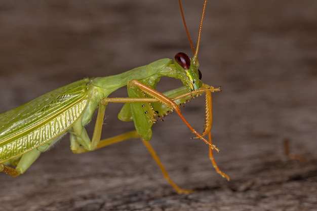 Adult Green Photinaid Mantis of the Tribe Photinaini