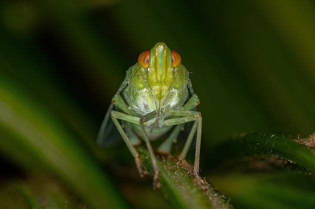 Fulgoroidea 슈퍼과의 성충 녹색 Planthopper 곤충