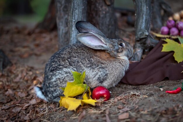 Adult grey Bunny Rabbit Sitting Alert in autumn Forest