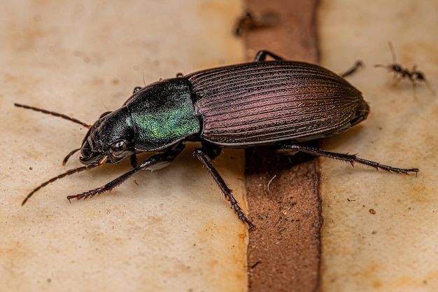 Adult Ground Beetle