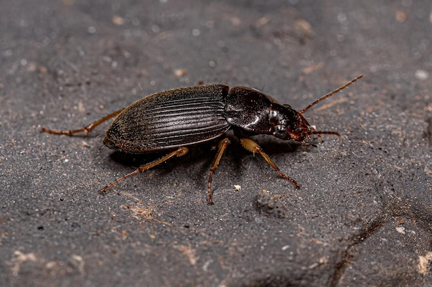 Photo adult ground beetle