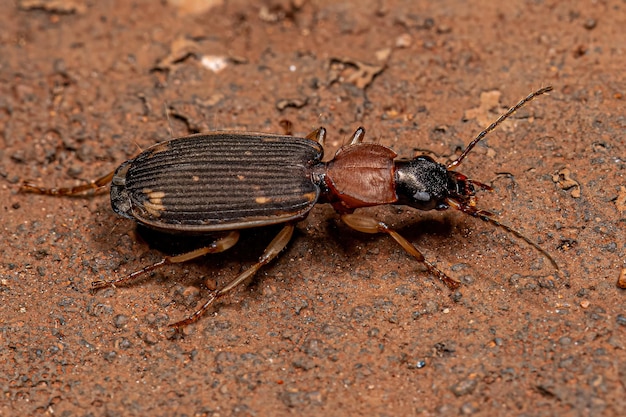 Adult Ground Beetle