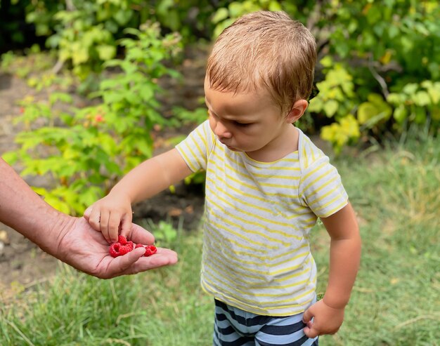 An adult hand holds out a handful of raspberries to the kid.  Berry harvest season, garden and vegetable garden, healthy lifestyle.