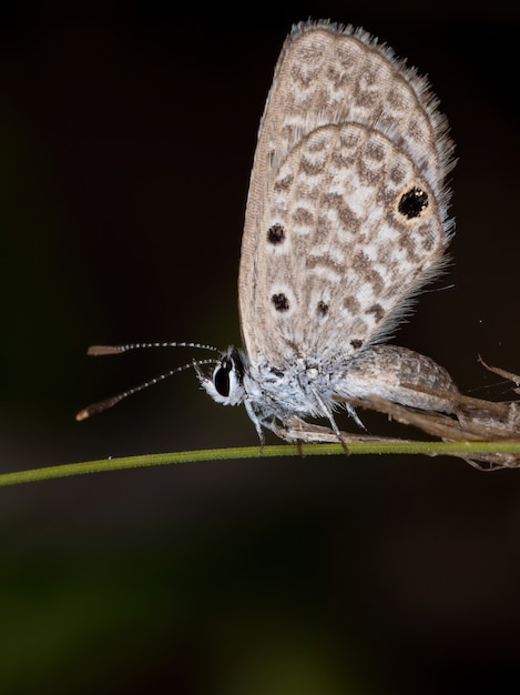 Adult Hanno Blue Butterfly of the species Hemiargus hanno